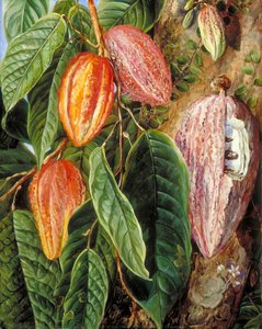 Bloemen En Vruchten Van De Cacaoboom, Geschilderd In Singapore — Marianne North