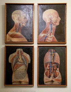 Anatomical Oil Paintings — Santiago Ramón Y Cajal