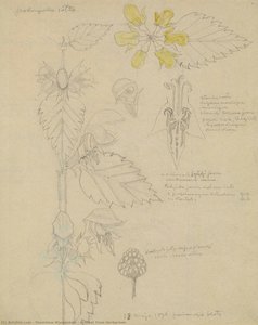 A Sheet From Herbarium — Stanislaw Wyspianski