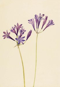 Untitled — Марі Вакс Волкотт