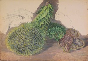 Male Cones Of Araucaria Araucana — Marianne North
