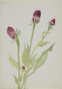 (untitled--flower Study) — Mary Vaux Walcott