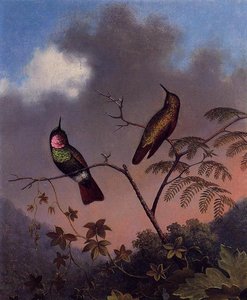 Brazilian Ruby Hummingbirds — Martin Johnson Heade