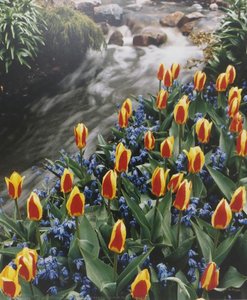 Waterfall, Stresa Tulips And Scilla - Holland — Karsh Of Ottawa