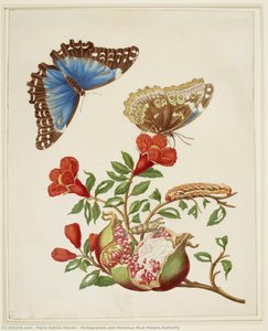 Pomegranate And Menelaus Blue Morpho Butterfly — Maria Sybilla Merian