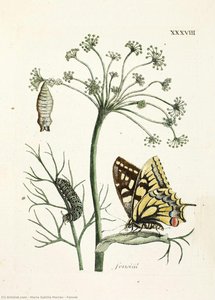 Fennel — Maria Sybilla Merian