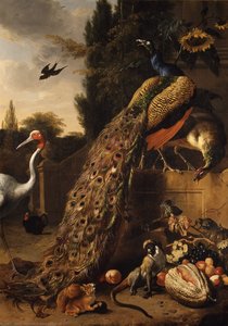 Peacocks — Melchior De Hondecoetter