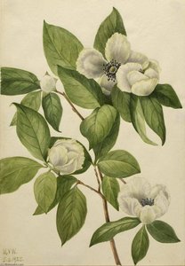 Virginia Stewartia (stewartia Malachodendron) — Mary Morris Vaux Walcott