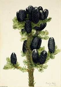 Alpine Fir (abies Lasiocarpa) — Mary Morris Vaux Walcott