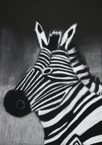 Zebra — Lauren Kerjan