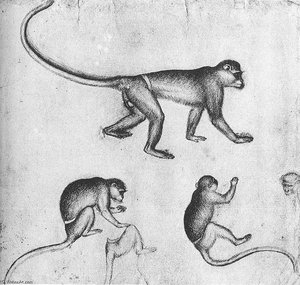 Apes (from The Artist S Sketchbook). Drawing. Louvre Museum, Paris — Pisanello