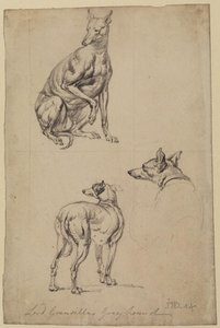 Three Studies Of A Greyhound — James Ward