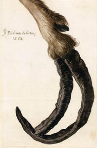 Studio Di Un Zoccolo Deformato Di Capra — Giuseppe Arcimboldo