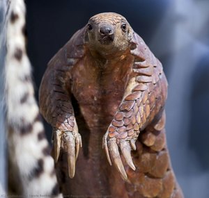 Giant Pangolin (biodiversity Wall) — Carola Radke (mfn)