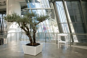 Wish Tree For Bilbao — Yoko Ono