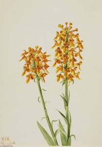 Yellow Fringe Orchid (habenaria Ciliaris) — Mary Morris Vaux Walcott