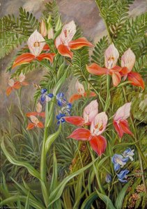 The Glory Of Table Mountain, Cape Of Good Hope — Marianne North