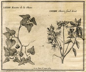 Lxxxii. Root Of China Lxxxiii. Straight Header — Pierre François Xavier De Charlevoix