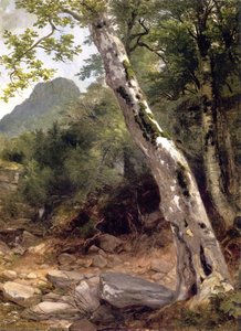 A Sycamore Tree, Plaaterkill Clove (also Known As The Sycamore, Kaaterskill Clove) — Ашер Браун Дюранд