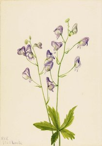Western Monkshood (aconitum Columbianum) — Mary Vaux Walcott