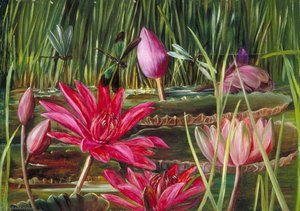 Lirio De Agua Rojo Del Sur De La India — Marianne North