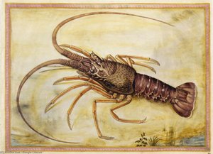 Mediterranean Lobster — Giorgio Liberale