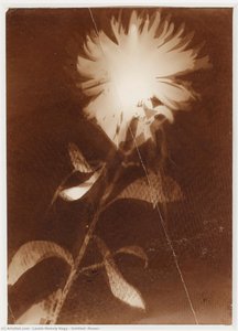Untitled [flower] — László Moholy-nagy