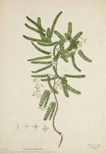 Tamarind Tree (tamarindus Indica) — Richard Alpert