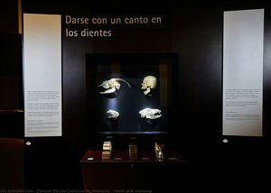Teeth And Chewing — Parque De Las Ciencias De Granada