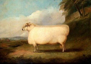 A Leicester Ram — Richard Whitford
