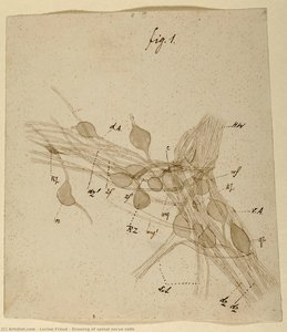 Drawing Of Spinal Nerve Cells — Lucian Freud