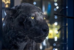 Panther, Leopard Or Jaguar? — Carola Radke (mfn)