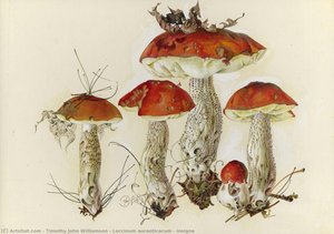 Leccinum Auranticacum & Insigne — Timothy John Williamson