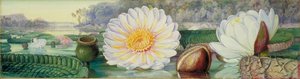Victoria Regia — Marianne North