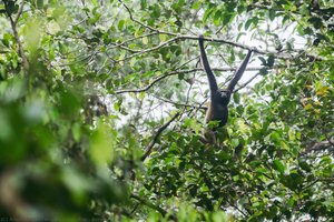 Borneo Gibbon — Angelo Chiacchio