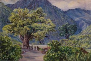 Kyare, India, With Ficus Bengalensis — Marianne North
