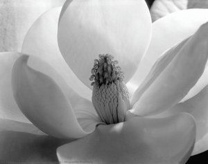 Magnolia Blossom