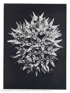 Art Forms In Nature 113 — Karl Blossfeldt