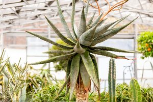Aloe Marlothii, Hampton Court Palace — Richard Lea Hair