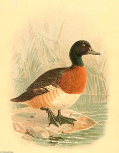 Untitled (aqtgmq) — John Gerrard Keulemans