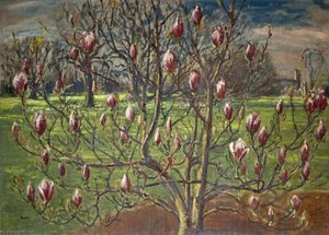 Magnolia Soulangiana Ved Corsham — Paul Ayshford Methuen