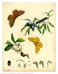 Emperor Moth, Opodiphthera Astrophela — Helena Nellie Scott