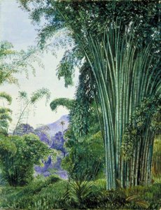 Fascio Di Bambù Nei Giardini Botanici Reali, Peradeniya, Ceylon — Marianne North