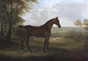 A Bay Hunter In Shugborough Park — William Webb