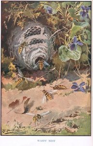 Wasps' Nest — Louis Fairfax Muckley