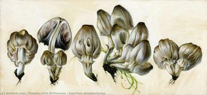 Coprinus Atramentarius — Timothy John Williamson