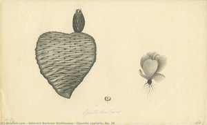 Opuntia Casilaris, No. 26 — Heinrich Bertram Mollhausen