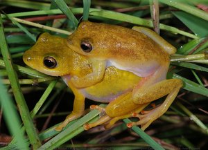 Hyperolius Concolor, July 2014 Hyperoliustümpel, Comoé National Park, Ivory Coast — Pd Dr. Mark-oliver Rödel
