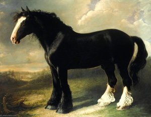 Old English Black Horse — William Shiels