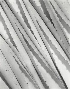 Agave Design — Imogen Cunningham